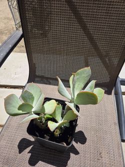 Plants