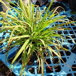 Lemon Grass Plant 3gal 