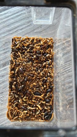 mealworms and beetles