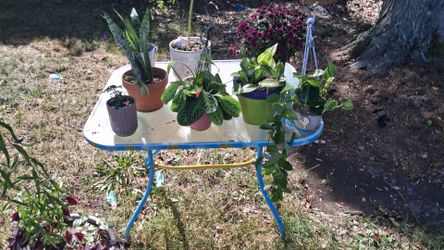 Plants