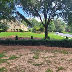 Free Bushes/Plants