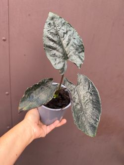 5” Alocasia antoro velvet