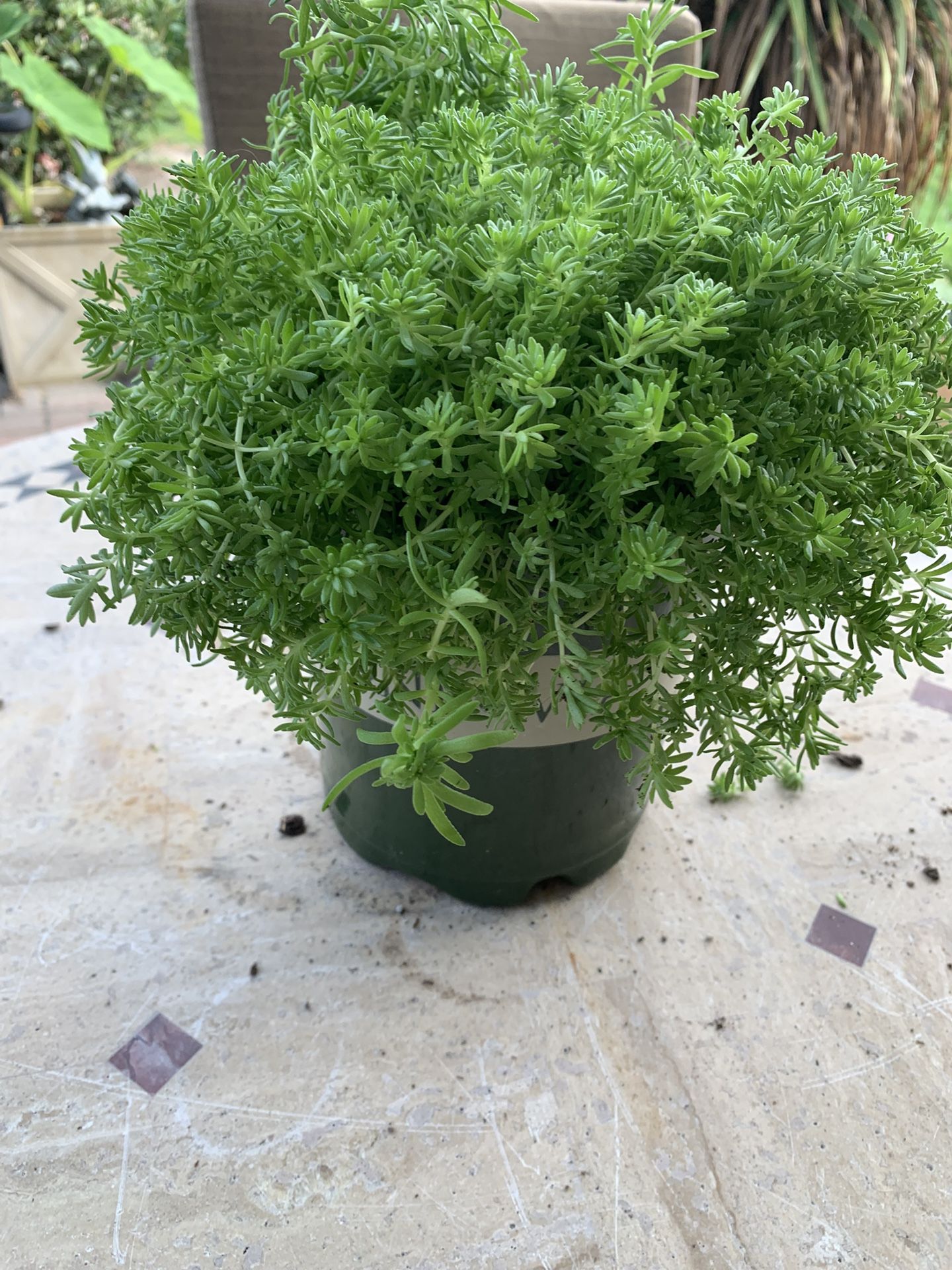 Large Creeping Sedum Which Blooms Yellow Flowers, Perennial So Comes Back Every Year