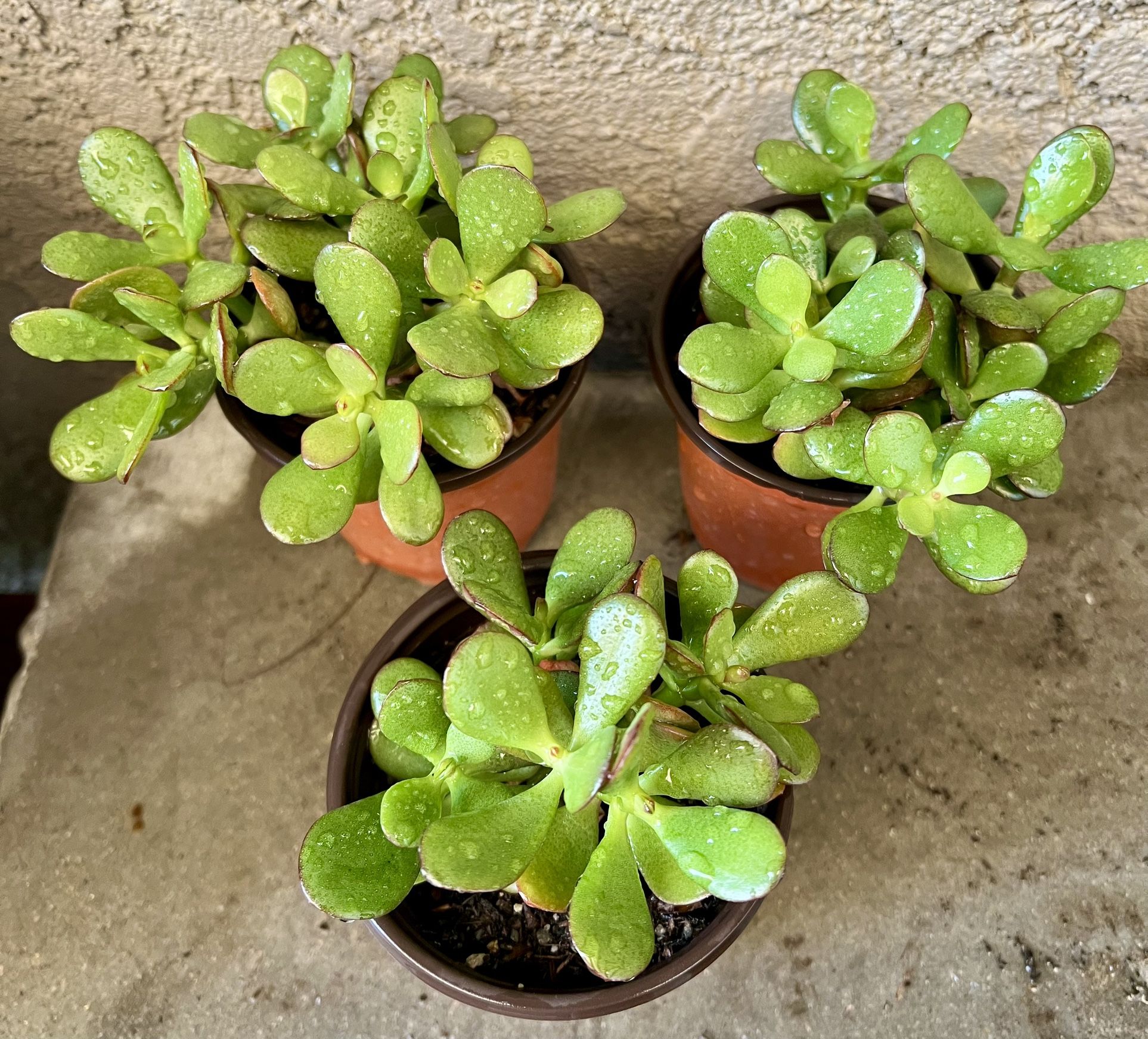 Jade plants (Crassula ovata)