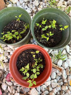 A whole bunch of Papaya Potted Seedlings Healthy little green plants. Great for starting your garden or planting.