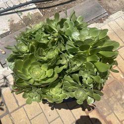 Planted Succulents