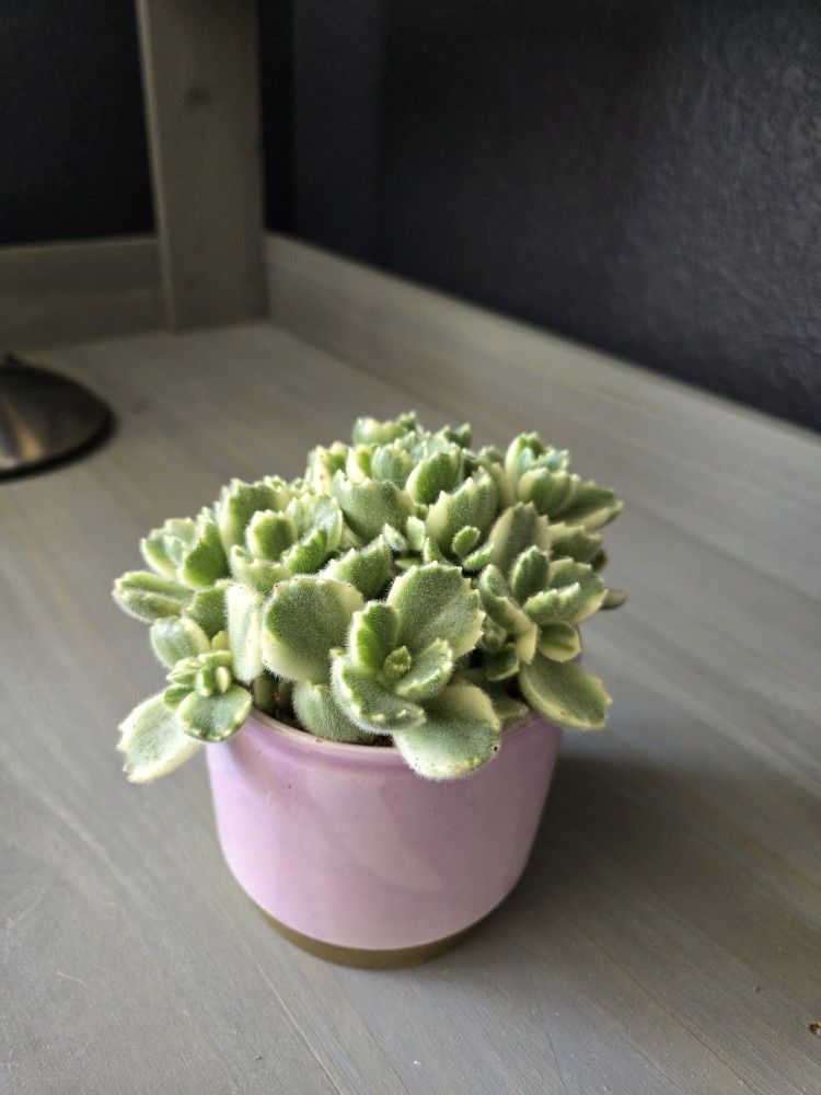 Variegated Bear Paws In 4in Planter