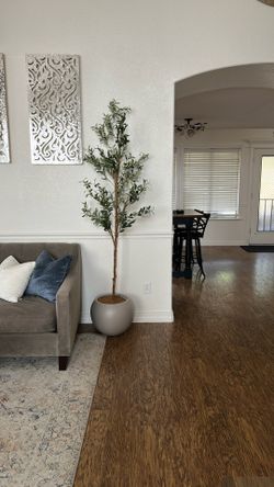 Olive Tree 8ft