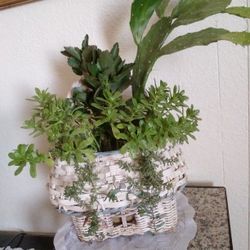 Plants 4 Diferetes En Canasta