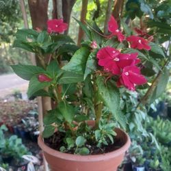 Compact Red  Impatiens