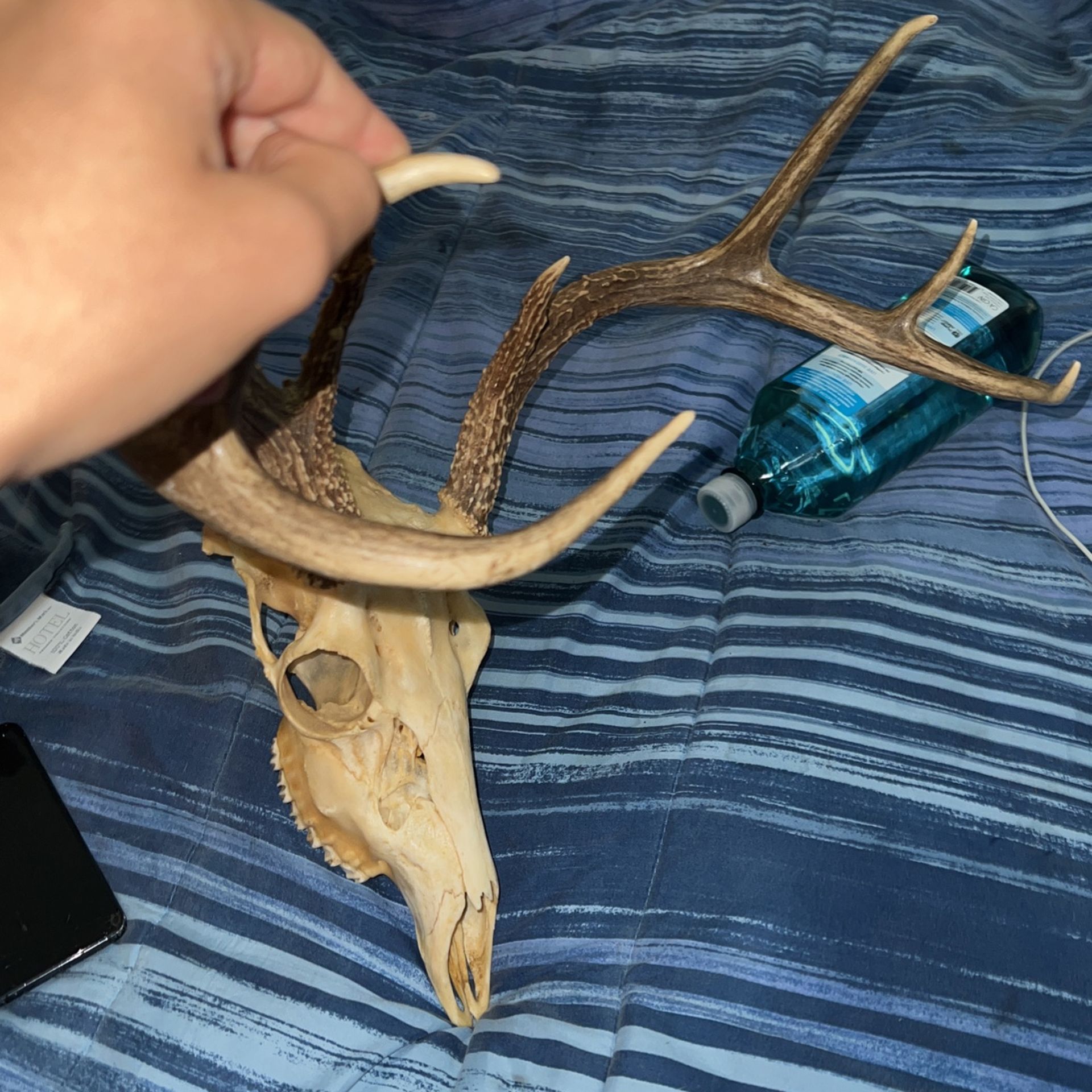 8 Point Deer Head 