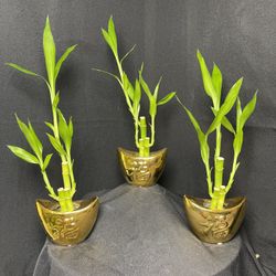 Lucky Bamboo Plants In Gold Vase($8 each )
