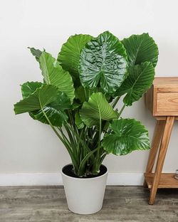 Alocasia odora 'California' starter plant/ Indoor Plant/ House Plant Flower Patio Garden starter