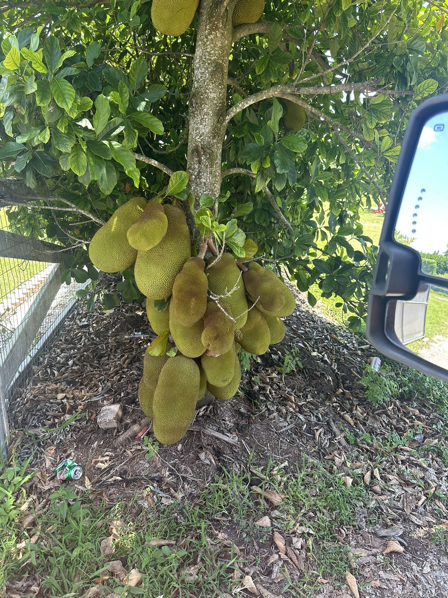 Yellow Jackfruit