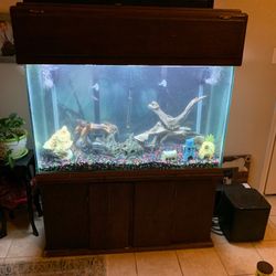 Large Fresh Water Fish Tank! 