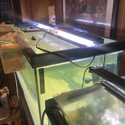 75 Gallon And a 40 Gallon Breeder Complete 