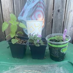 Mandaranin Citronella Lemon Balm plant Toronjil Limon Mandarina Citronela plant