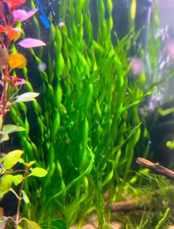 Corkscrew Vallisneria