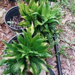 Dracena Plants