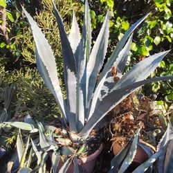 Big Blue Century Plant In 24 Gallon 