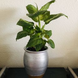Dieffenbachia Plant In A Beautiful Plant Pot To Decorate Your Home Ot Office