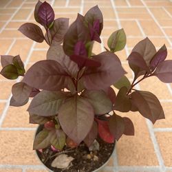 Beautiful Purple Prince Alternanthera 🪴
