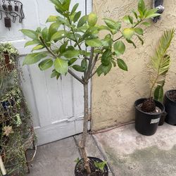 53” Tall Cup of Gold Plant