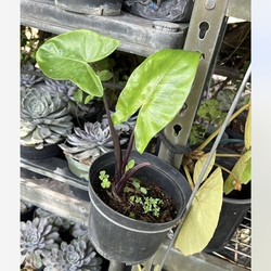 Alocasia live plant available