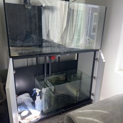 Reef Tank 