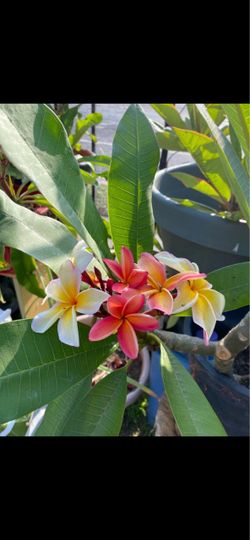 Beautiful plants for sale