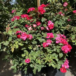 Knockout Rose Bush 15gal 