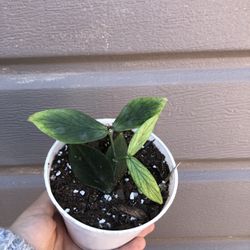 4” hoya polyneura