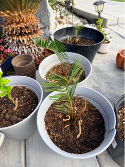 Sago Palm and small lemon  tree