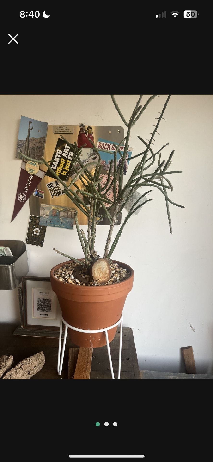 Free Cactus And Pot