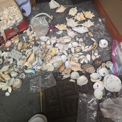 Seashells