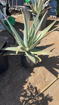 Aloe Vera Healy plants $5.00