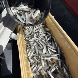 FRESH FINGER MULLET BAIT