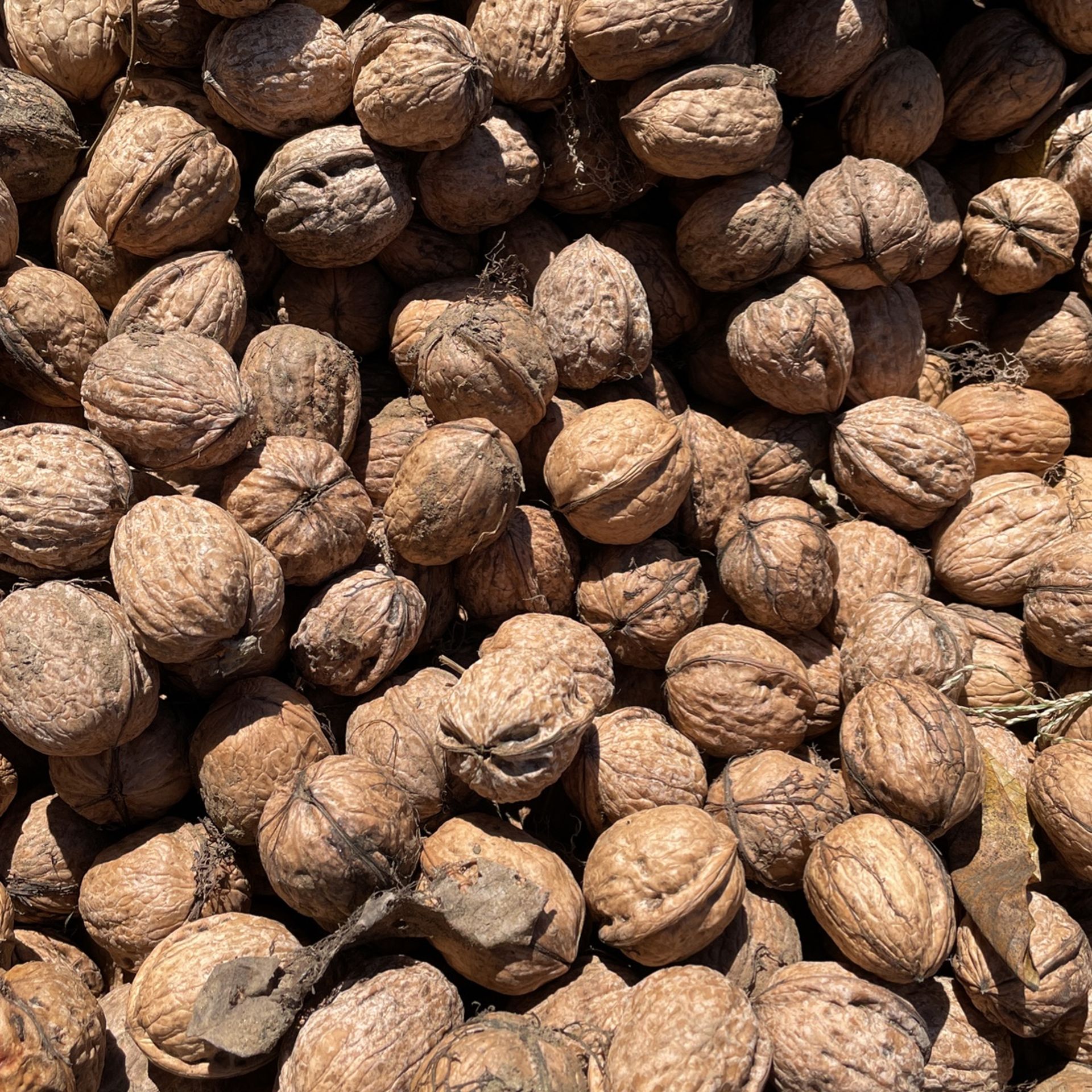 English Black Walnuts for Sale in Sacramento, CA OfferUp