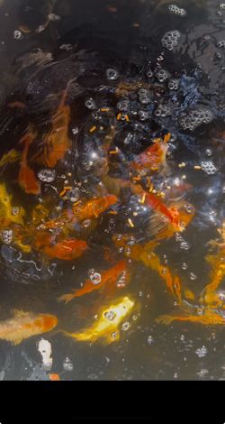 Koi 7-11 Inches