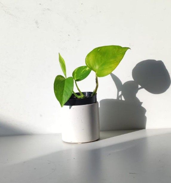 Lush Trailing High Variegation Money Plant Pothos/ House Plant/ Indoor Plant Flower Patio Garden 