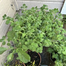Cuban Oregano $15