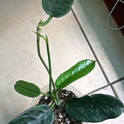 Hoya Villosa Cau Bang, Rare find!