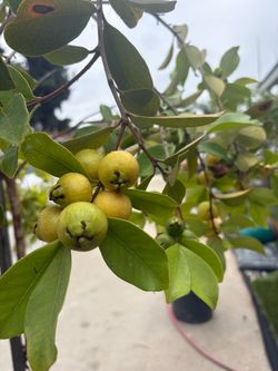 Lemon Guava Tree - plenty of fruit!