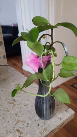 a wonderful gift for a beloved for mom for a girlfriend