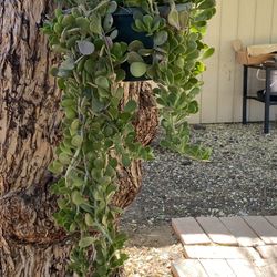 Hanging Jade