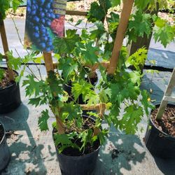 Grape 🍇 Vines