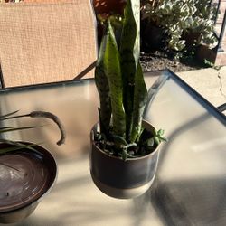 Snake Plant 