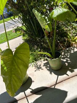🌿 Elephant Ear Plant – $30 🌿