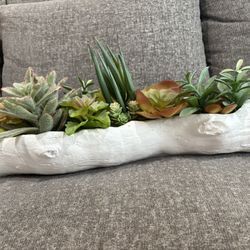 Succulent Decor