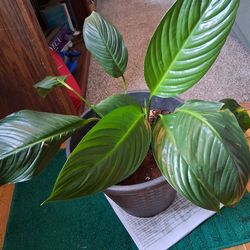 1 piece Lilly  and 2 lemons